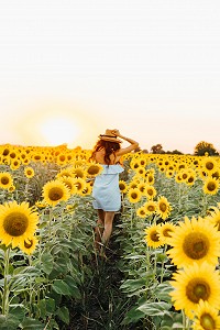 Une femme de dos dans un champ de tournesols